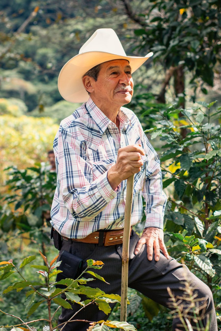 Caficultor con sombrero entre cafetales
