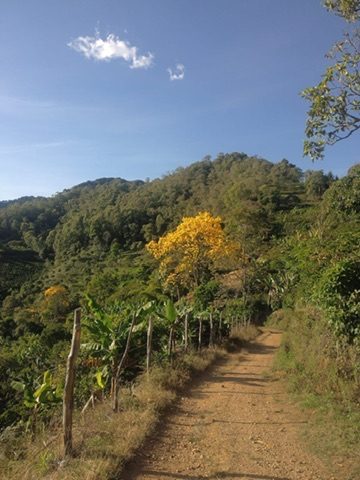 Camino hacia el beneficiadero entre los cafetales