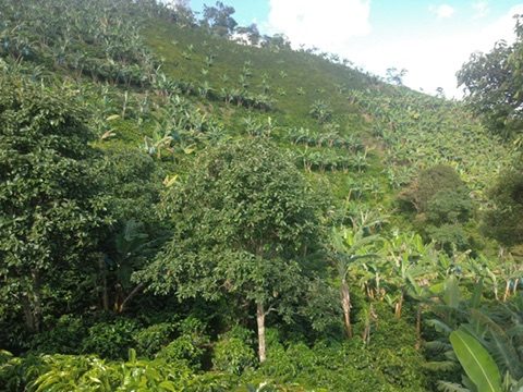 Ladera con cultivos de café y plátano en la montaña