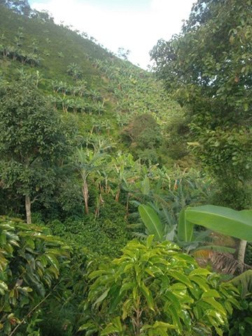 Terrazas de café Arábica en las laderas de Antioquia